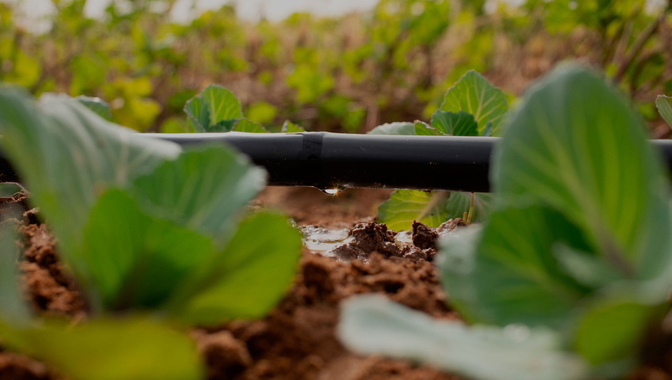 Drip irrigation introduced to solve paddy problem